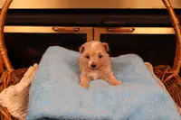 Blossom, a female Maltipoo and Poodle - Toy  for sale in Fountain Inn, SC – Photo 5 of 10