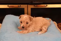 Blossom, a female Maltipoo and Poodle - Toy  for sale in Fountain Inn, SC – Photo 4 of 10