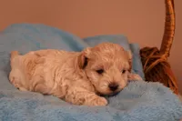 Bailey, a female Maltipoo for sale in Fountain Inn, SC – 6 of 10