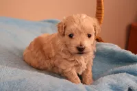 Abby, a female Maltipoo for sale in Fountain Inn, SC – 3 of 10