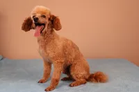 Bentley, a male Poodle - Toy  for sale in Fountain Inn, SC – 5 of 7