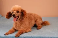Bentley, a male Poodle - Toy  for sale in Fountain Inn, SC – 7 of 7
