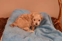 Abby, a female Maltipoo for sale in Fountain Inn, SC – 5 of 10
