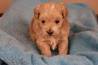 Abby, a female Maltipoo for sale in Fountain Inn, SC – 9 of 10