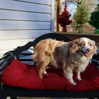 Roxie, a female Miniature Australian Shepherd for sale in Fountain Inn, SC – Photo 4 of 10