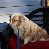 Roxie, a female Miniature Australian Shepherd for sale in Fountain Inn, SC – Photo 6 of 10