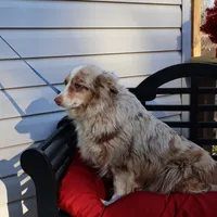 Roxie, a female Miniature Australian Shepherd for sale in Fountain Inn, SC – Photo 8 of 10