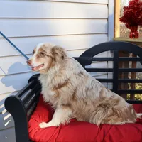 Roxie, a female Miniature Australian Shepherd for sale in Fountain Inn, SC – Photo 2 of 10