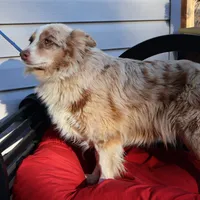 Roxie, a female Miniature Australian Shepherd for sale in Fountain Inn, SC – Photo 1 of 10