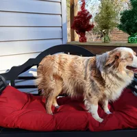 Roxie, a female Miniature Australian Shepherd for sale in Fountain Inn, SC – Photo 10 of 10