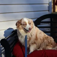 Roxie, a female Miniature Australian Shepherd for sale in Fountain Inn, SC – Photo 5 of 10