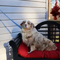 Roxie, a female Miniature Australian Shepherd for sale in Fountain Inn, SC – Photo 7 of 10