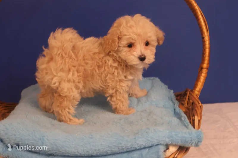 Duff – Maltipoo puppy for sale in Fountain Inn, SC