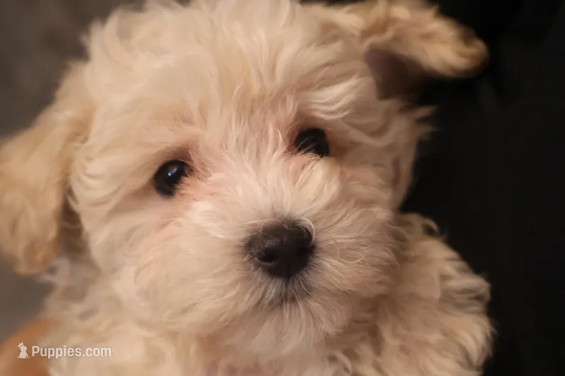 Duff – Maltipoo puppy for sale in Fountain Inn, SC
