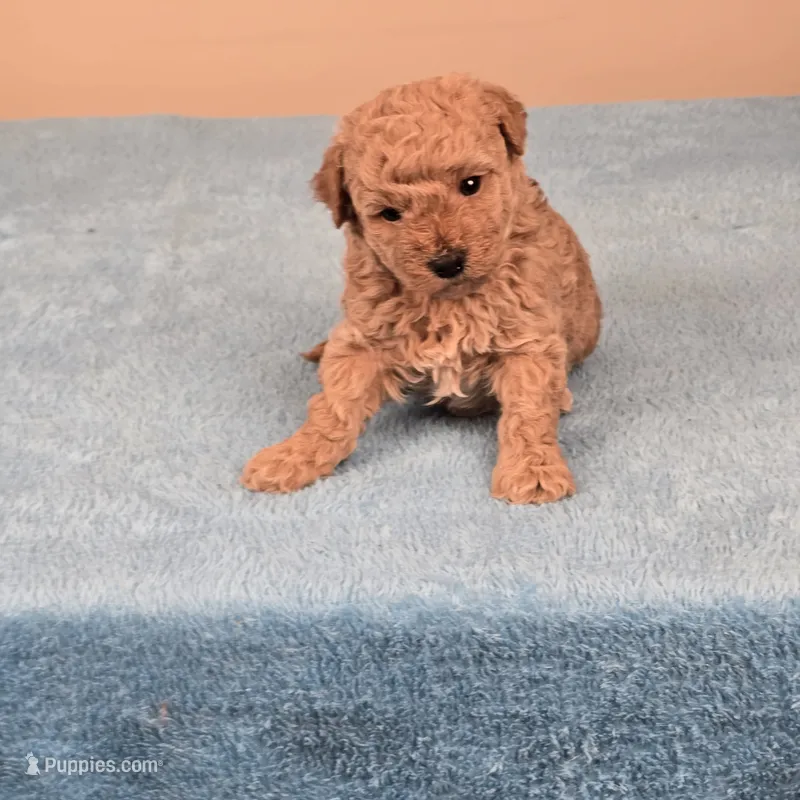 Amy – Maltipoo puppy for sale in Fountain Inn, SC
