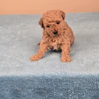Amy, a female Maltipoo for sale in Fountain Inn, SC – 1 of 10
