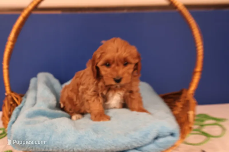 Becca – Miniature Goldendoodle puppy for sale in Fountain Inn, SC