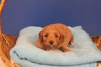 Becca, a female Miniature Goldendoodle for sale in Fountain Inn, SC – Photo 1 of 10