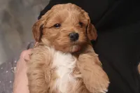 Becca, a female Miniature Goldendoodle for sale in Fountain Inn, SC – Photo 6 of 10
