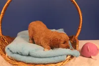 Becca, a female Miniature Goldendoodle for sale in Fountain Inn, SC – Photo 4 of 10