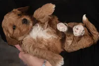 Becca, a female Miniature Goldendoodle for sale in Fountain Inn, SC – Photo 2 of 10