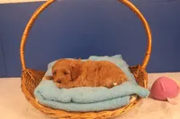 Becca, a female Miniature Goldendoodle for sale in Fountain Inn, SC – Photo 9 of 10