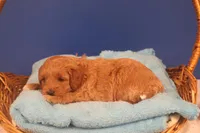 Becca, a female Miniature Goldendoodle for sale in Fountain Inn, SC – Photo 3 of 10