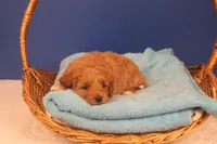 Becca, a female Miniature Goldendoodle for sale in Fountain Inn, SC – Photo 7 of 10