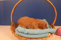 Becca, a female Miniature Goldendoodle for sale in Fountain Inn, SC – Photo 5 of 10