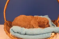 Becca, a female Miniature Goldendoodle for sale in Fountain Inn, SC – Photo 8 of 10