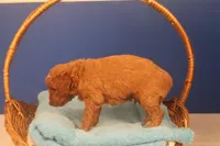 Frisco, a male Miniature Goldendoodle for sale in Fountain Inn, SC – Photo 8 of 10