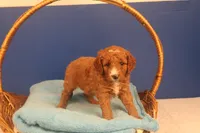 Frisco, a male Miniature Goldendoodle for sale in Fountain Inn, SC – Photo 5 of 10