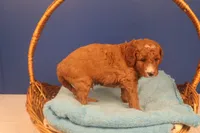 Frisco, a male Miniature Goldendoodle for sale in Fountain Inn, SC – Photo 10 of 10