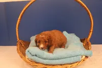 Frisco, a male Miniature Goldendoodle for sale in Fountain Inn, SC – Photo 9 of 10