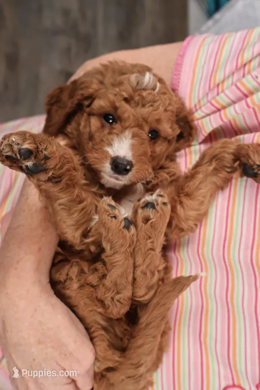Frisco – Miniature Goldendoodle puppy for sale in Fountain Inn, SC