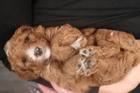 Frisco, a male Miniature Goldendoodle for sale in Fountain Inn, SC – Photo 2 of 10