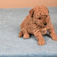 Amy, a female Maltipoo for sale in Fountain Inn, SC – 10 of 10