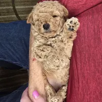 Amy, a female Maltipoo for sale in Fountain Inn, SC – 4 of 10