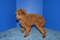 Bear, a male Poodle - Toy  for sale in Fountain Inn, SC – 6 of 8