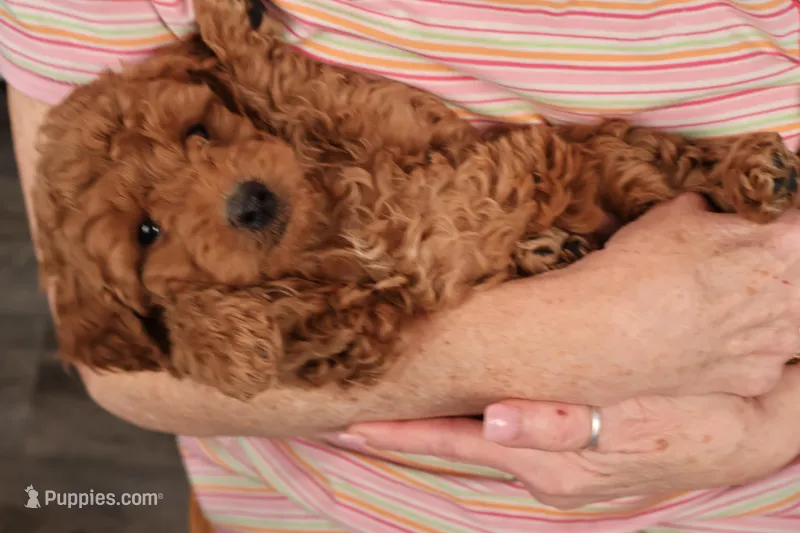 Hudson – Miniature Goldendoodle puppy for sale in Fountain Inn, SC