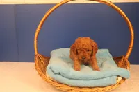 Hudson, a male Miniature Goldendoodle for sale in Fountain Inn, SC – Photo 6 of 10