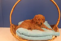 Hudson, a male Miniature Goldendoodle for sale in Fountain Inn, SC – Photo 5 of 10