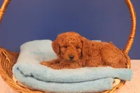 Hudson, a male Miniature Goldendoodle for sale in Fountain Inn, SC – Photo 10 of 10