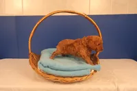 Hudson, a male Miniature Goldendoodle for sale in Fountain Inn, SC – Photo 4 of 10