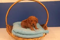 Hudson, a male Miniature Goldendoodle for sale in Fountain Inn, SC – Photo 9 of 10