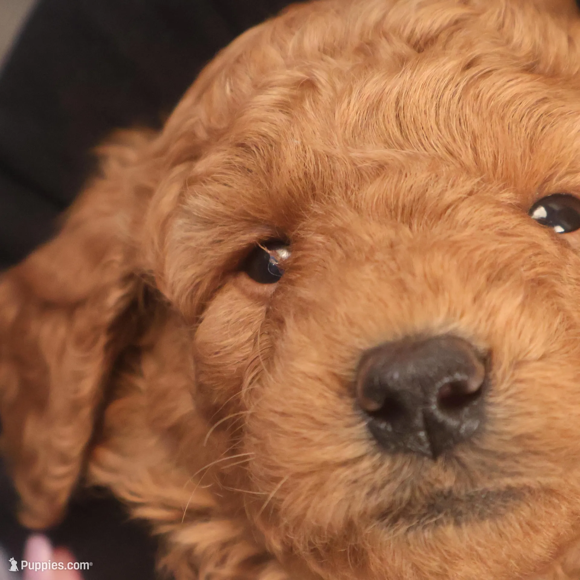 Hudson, a male Miniature Goldendoodle for sale in Fountain Inn, SC – Photo 7 of 10