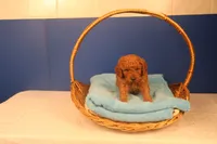 Hudson, a male Miniature Goldendoodle for sale in Fountain Inn, SC – Photo 1 of 10