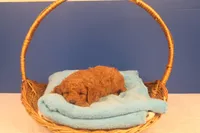 Hudson, a male Miniature Goldendoodle for sale in Fountain Inn, SC – Photo 3 of 10