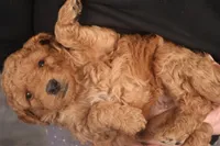 Hudson, a male Miniature Goldendoodle for sale in Fountain Inn, SC – Photo 2 of 10