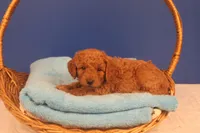 Hudson, a male Miniature Goldendoodle for sale in Fountain Inn, SC – Photo 8 of 10